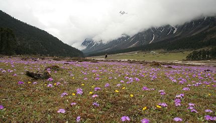 chopta-valley-flower-image