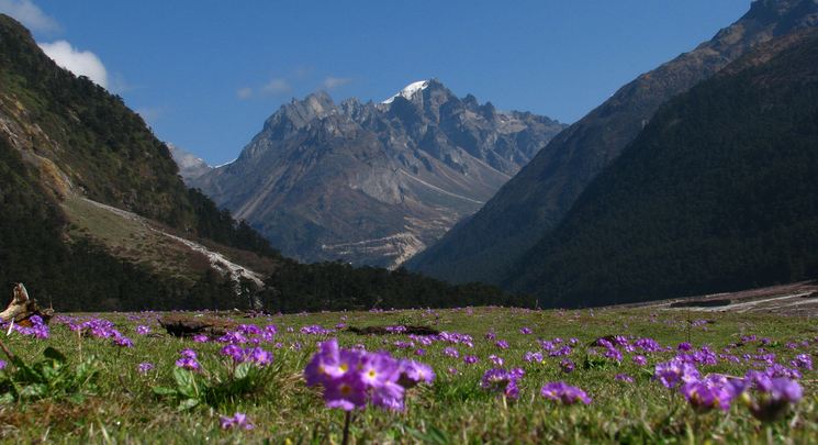 yumthang-valley-flower-image
